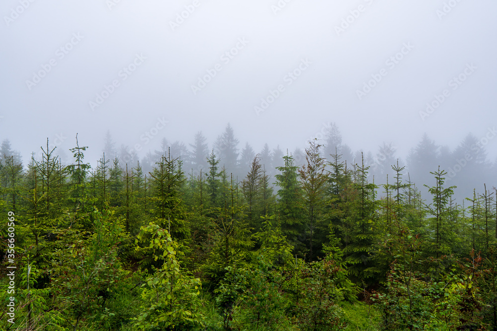 forest in fog, czech nature, forest mist Beskydy Lysa hora