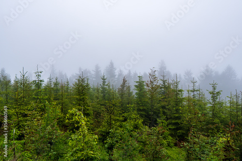 forest in fog, czech nature, forest mist Beskydy Lysa hora