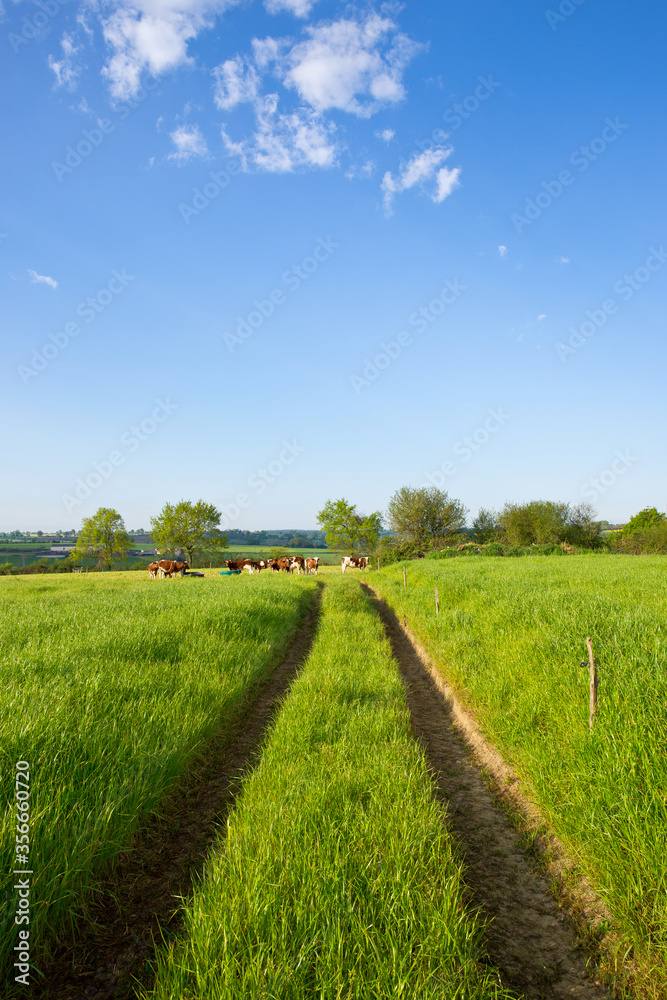 Paysage de campagne, chemin à travers la nature.