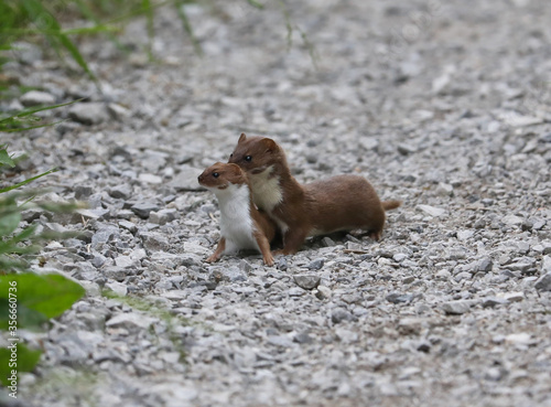 Canvas Print Weasel carrying her kit.