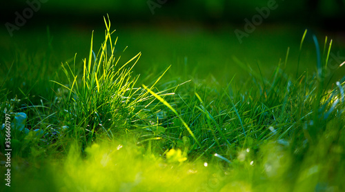 Pelouse verte et brun d herbe au soleil.