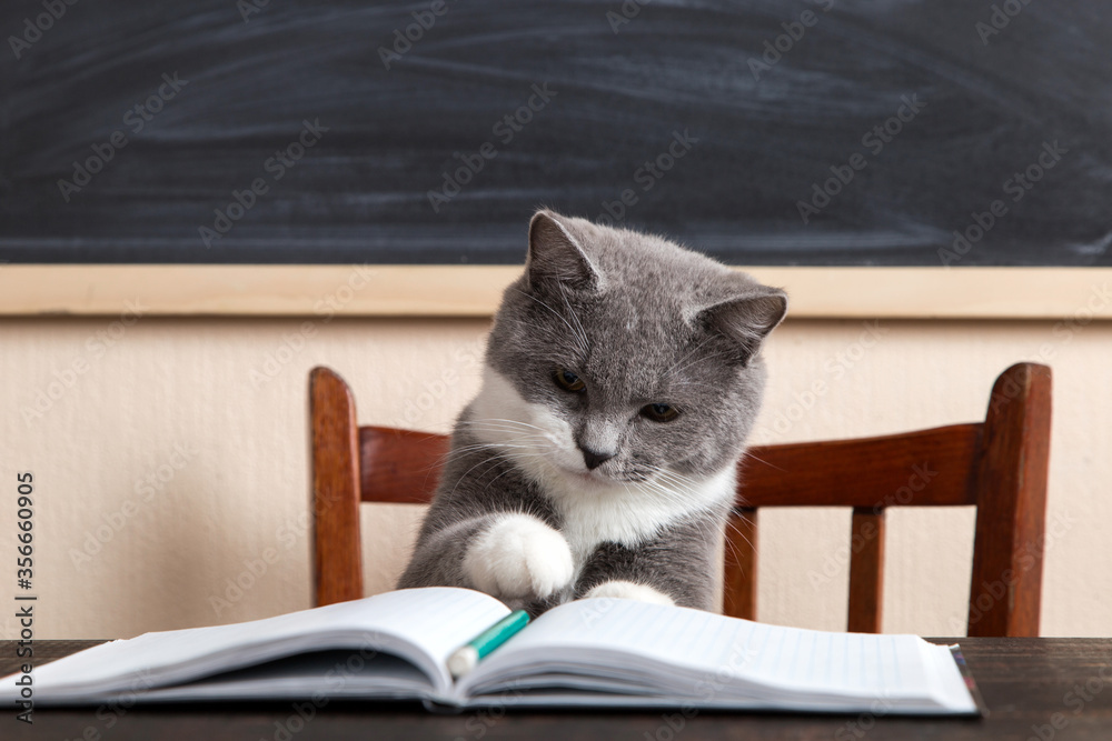 Grey cat sits at a table with books and notebooks, studying at home. Concept for teacher's day, education for pet. Grey cat sits at a table with books and notebooks, studying at home. Concept for teacher's day, education for pet.