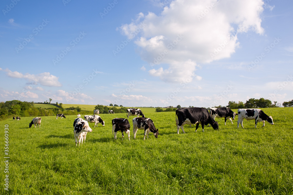 Paysage de campagne et vaches dans les champs.