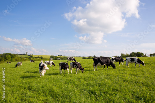 Paysage de campagne et vaches dans les champs.