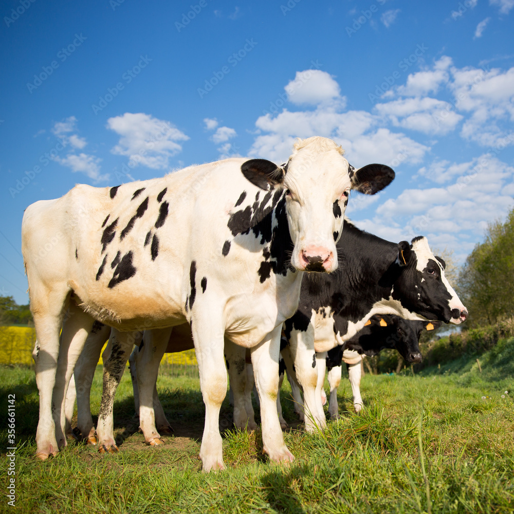 Deux vaches laitières au champ.