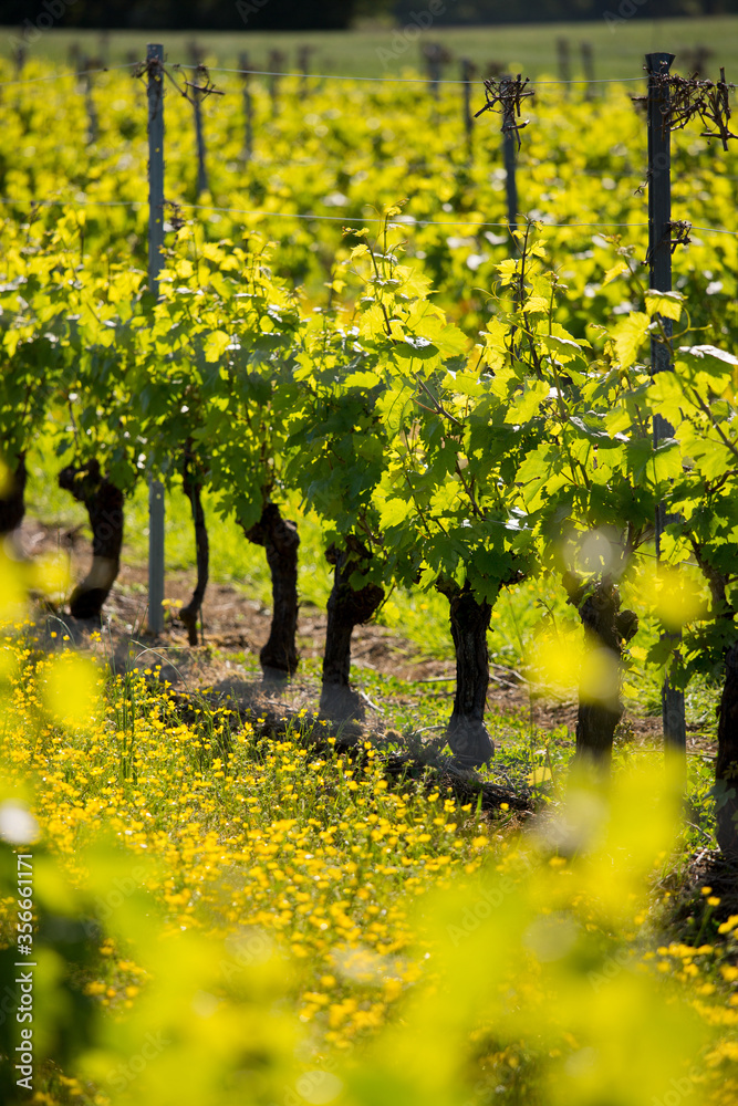Vigne au printemps dans un vignoble en France.