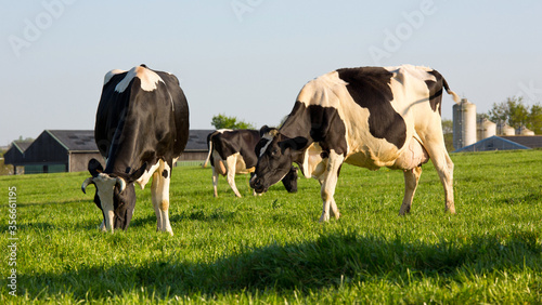 Troupeau de vaches laiti  re broutant dans une prairie verte au printemps.