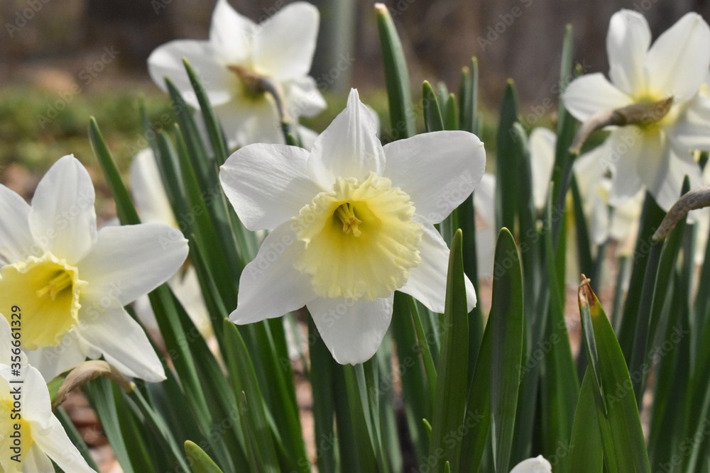 white and yellow daffodils in the garden white and yellow daffodils in the garden