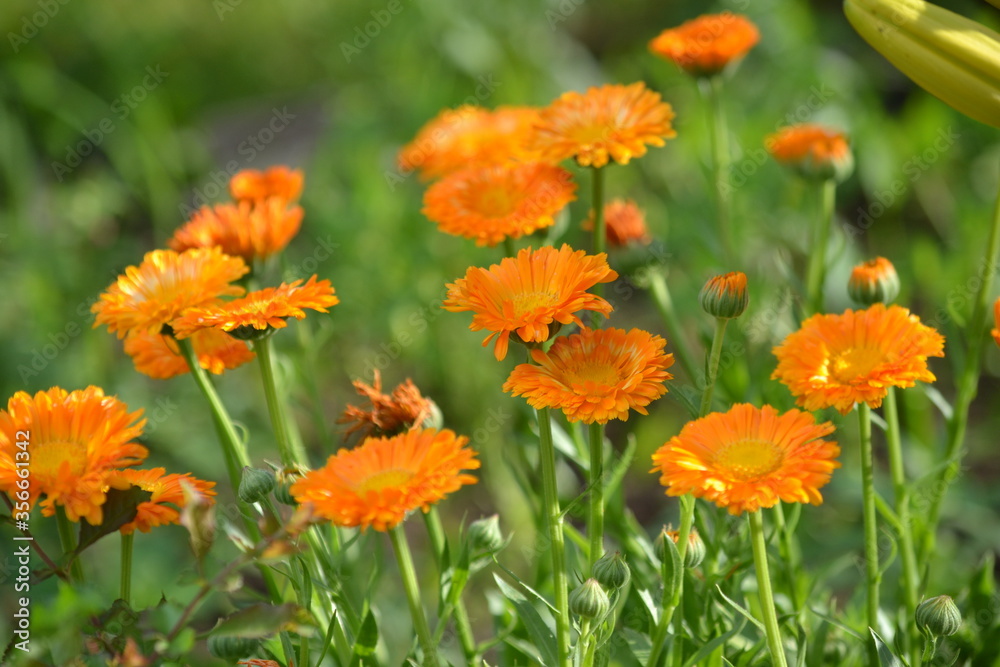 field of flowers