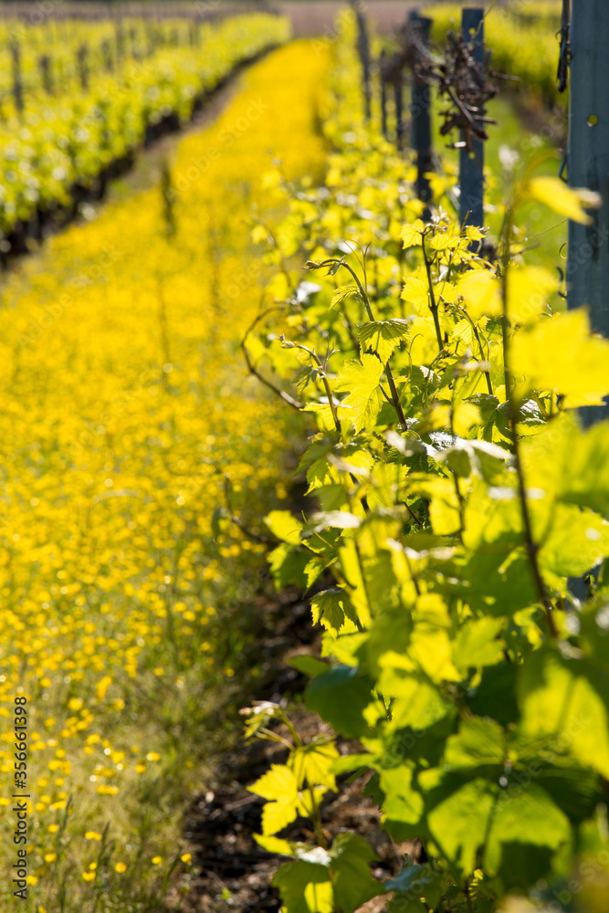 Obraz premium Vigne au printemps dans un vignoble en France.