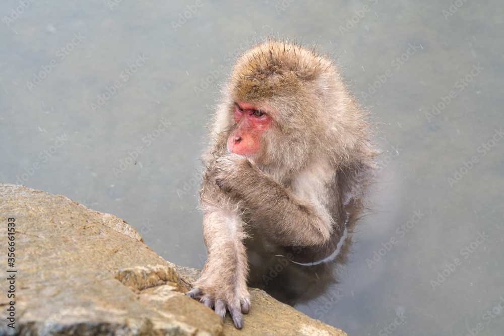 Japanese Snow Monkeys (macaques) in Nagano, Japan. Snow Monkeys mother and child sitting around hot spring at Jigokudani Monkey Park, located in Yamanouchi, Nagano Prefecture, Japan. Japanese Snow Monkeys (macaques) in Nagano, Japan. Snow Monkeys mother and child sitting around hot spring at Jigokudani Monkey Park, located in Yamanouchi, Nagano Prefecture, Japan.
