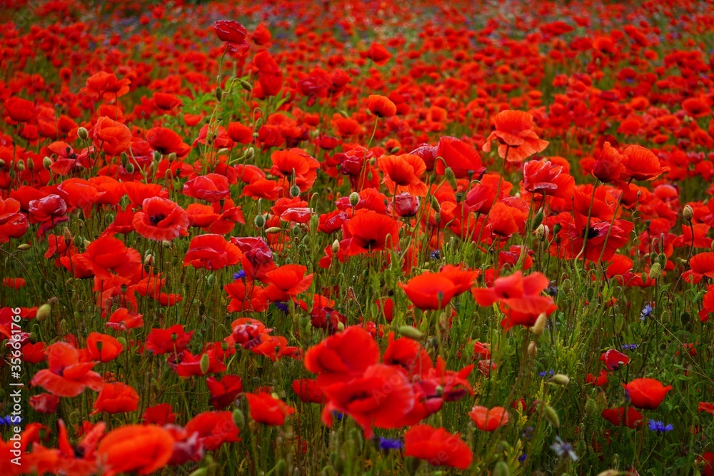 Red poppies fields