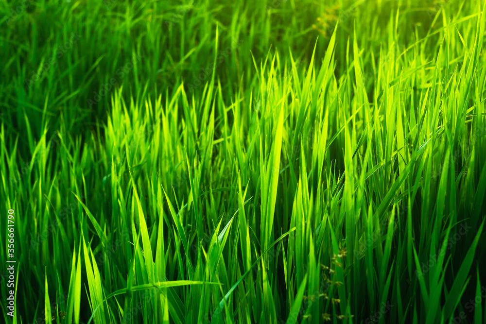 Bright, juicy green grass. High grass. Background green grass. Summer landscape. The sun's rays fall beautifully on tall grass. Beautiful green background. Sunset sun.