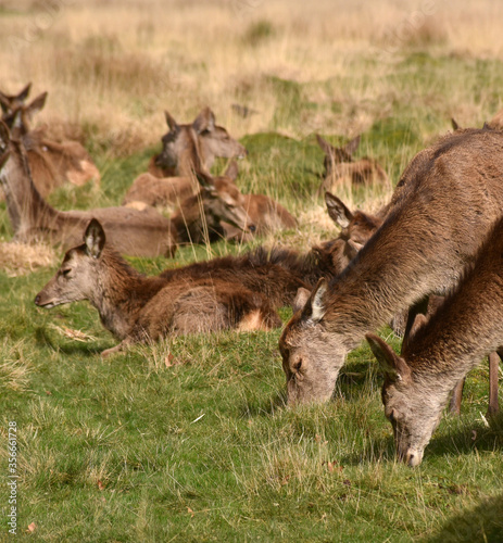 deer grazing in Richmond park London 