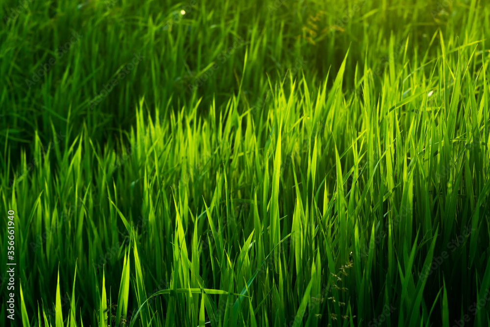 Bright, juicy green grass. High grass. Background green grass. Summer landscape. The sun's rays fall beautifully on tall grass. Beautiful green background. Sunset sun. Bright, juicy green grass. High grass. Background green grass. Summer landscape. The sun's rays fall beautifully on tall grass. Beautiful green background. Sunset sun.