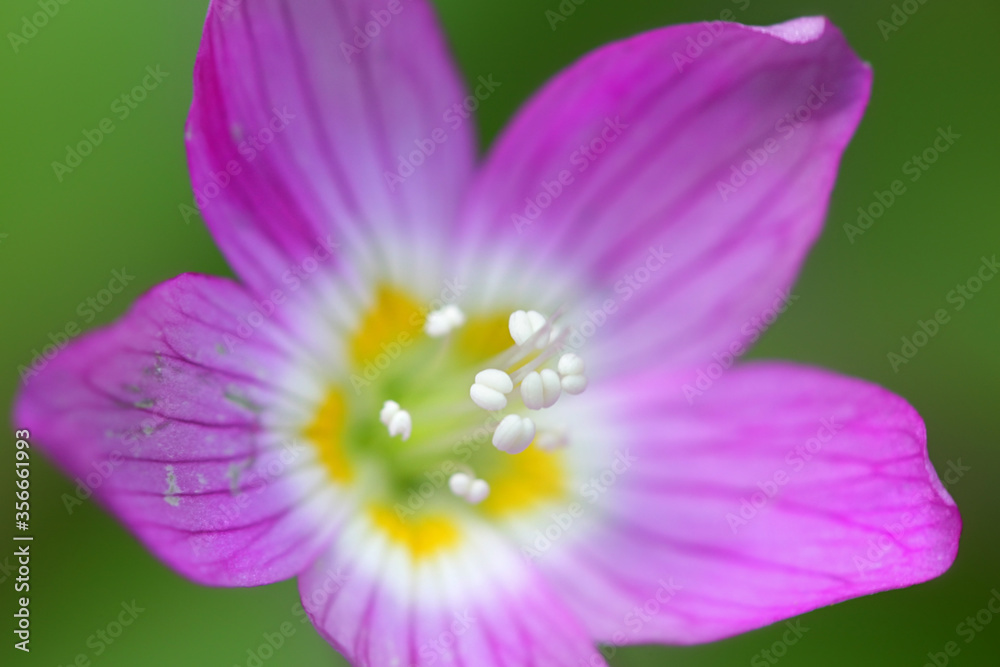 Oxalis acetosella, the wood sorrel or common wood sorrel, wild edible flower from Finland Oxalis acetosella, the wood sorrel or common wood sorrel, wild edible flower from Finland