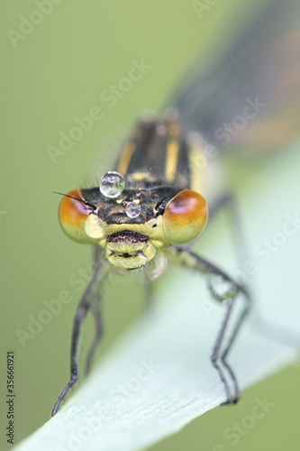 Erythromma najas, known as the Red-eyed damselfly photo