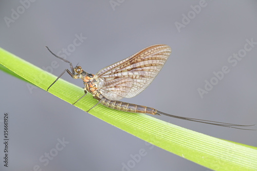 Ephemera vulgata  a species of mayfly in the genus Ephemera  also commonly called as Canadian soldier  shadfly or fishfly