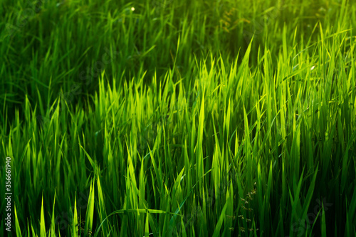 Bright, juicy green grass. High grass. Background green grass. Summer landscape. The sun's rays fall beautifully on tall grass. Beautiful green background. Sunset sun.