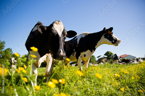 Troupeau de vaches dans un champ de fleur jaune.