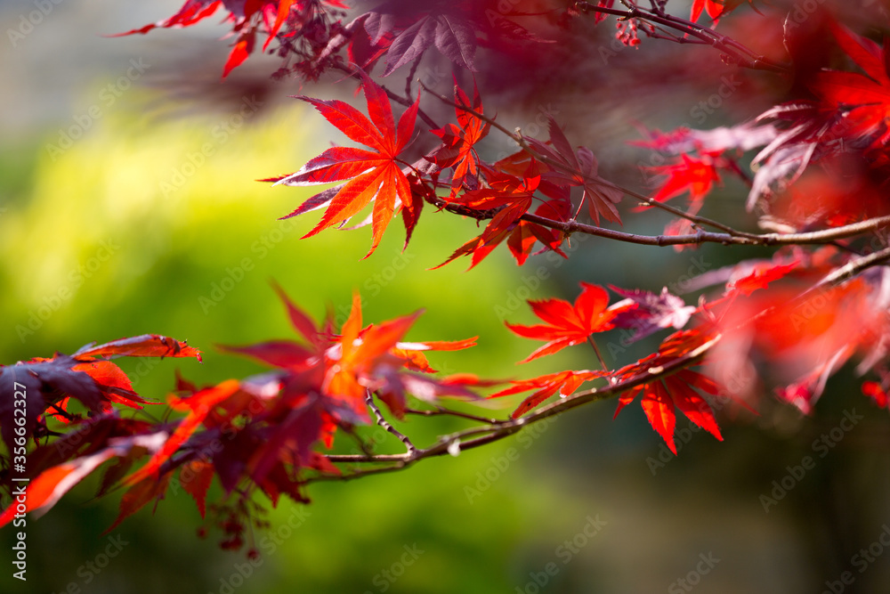 Feuilles d'érable rougies par l'automne dans un jardin Japonais. Feuilles d'érable rougies par l'automne dans un jardin Japonais.