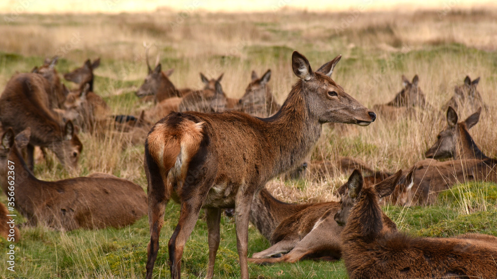 deer grazing in Richmond park London
deer grazing in Richmond park London