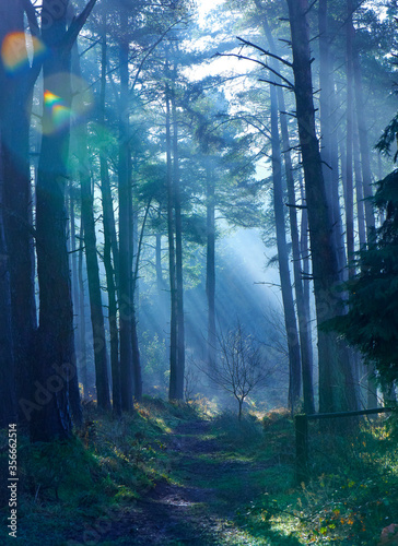 A walk through Stockhill forrest, Mendips, Somerset, UK photo