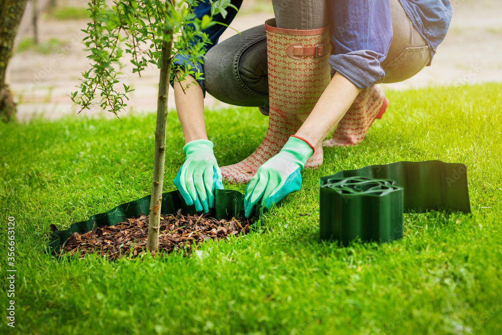 woman install plastic lawn edging around the tree in garden - obrazy, fototapety, plakaty 