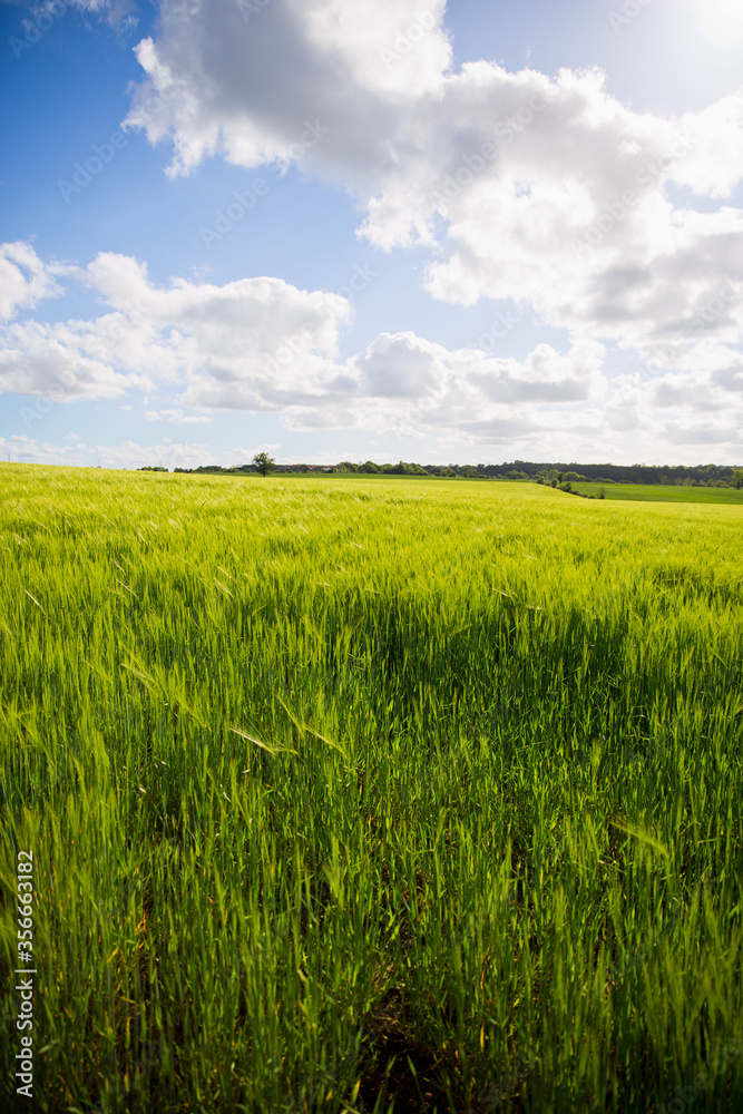 Champ de blé vert dans la campagne française au printemps.