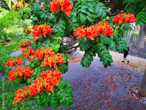 acacia rossa