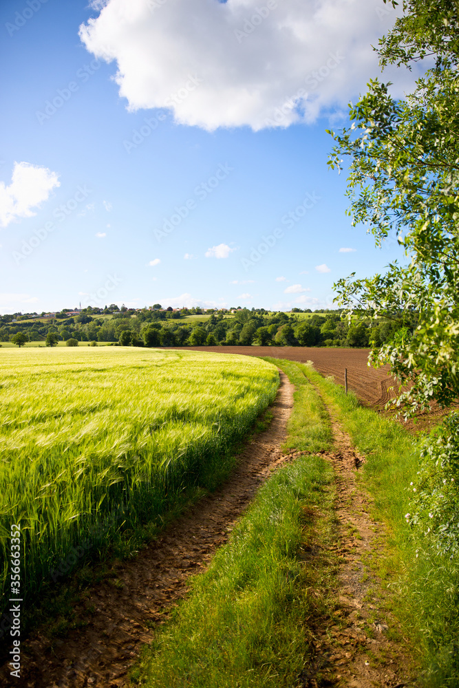 Naklejka premium Paysage de campagne au printemps, chemin traversant les champs.