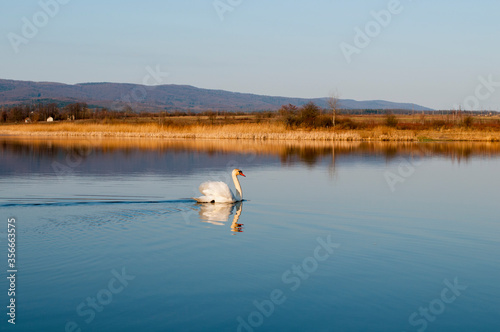 portrait of a swan against the background of water under the bright sun