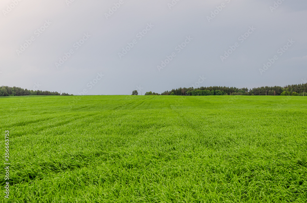 Cloudy weather over wheat field. The sky darkened before the rain Cloudy weather over wheat field. The sky darkened before the rain