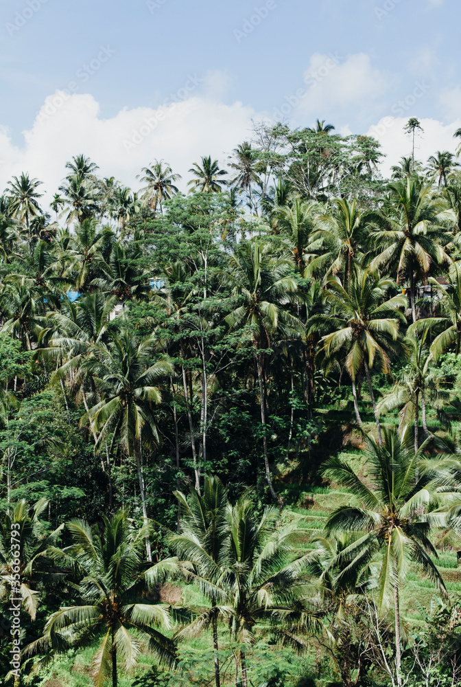 Vertical photo of tropical coconut trees against a blue sky. Rice terraces in the background, wildlife in Asia.
Vertical photo of tropical coconut trees against a blue sky. Rice terraces in the background, wildlife in Asia.