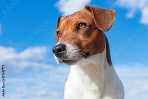 Jack Russell Terrier bright and rich color view from below against the blue sky, portrait of a hunting Terrier close-up. Intelligent dog eyes, purposeful gaze.