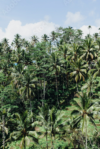 Vertical photo of tropical coconut trees against a blue sky. Rice terraces in the background, wildlife in Asia.
