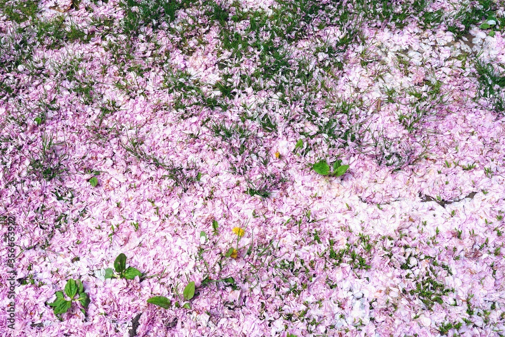 Pink cherry blossom petals covering the ground under sakura trees in the spring