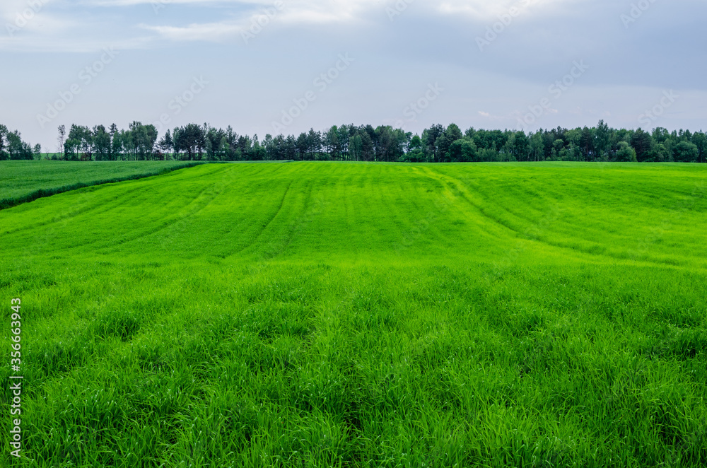 Obraz premium Wheat was fed with fertilizers. Rural landscape