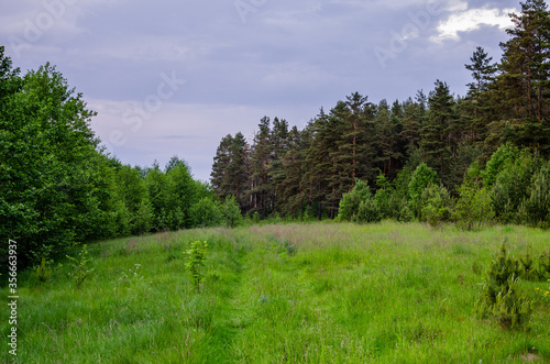 Beautiful landscape. Edge of forest