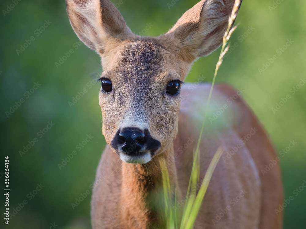 Impressive portrait of a wild roe deer in the green grass (Capreolus capreolus) Impressive portrait of a wild roe deer in the green grass (Capreolus capreolus)