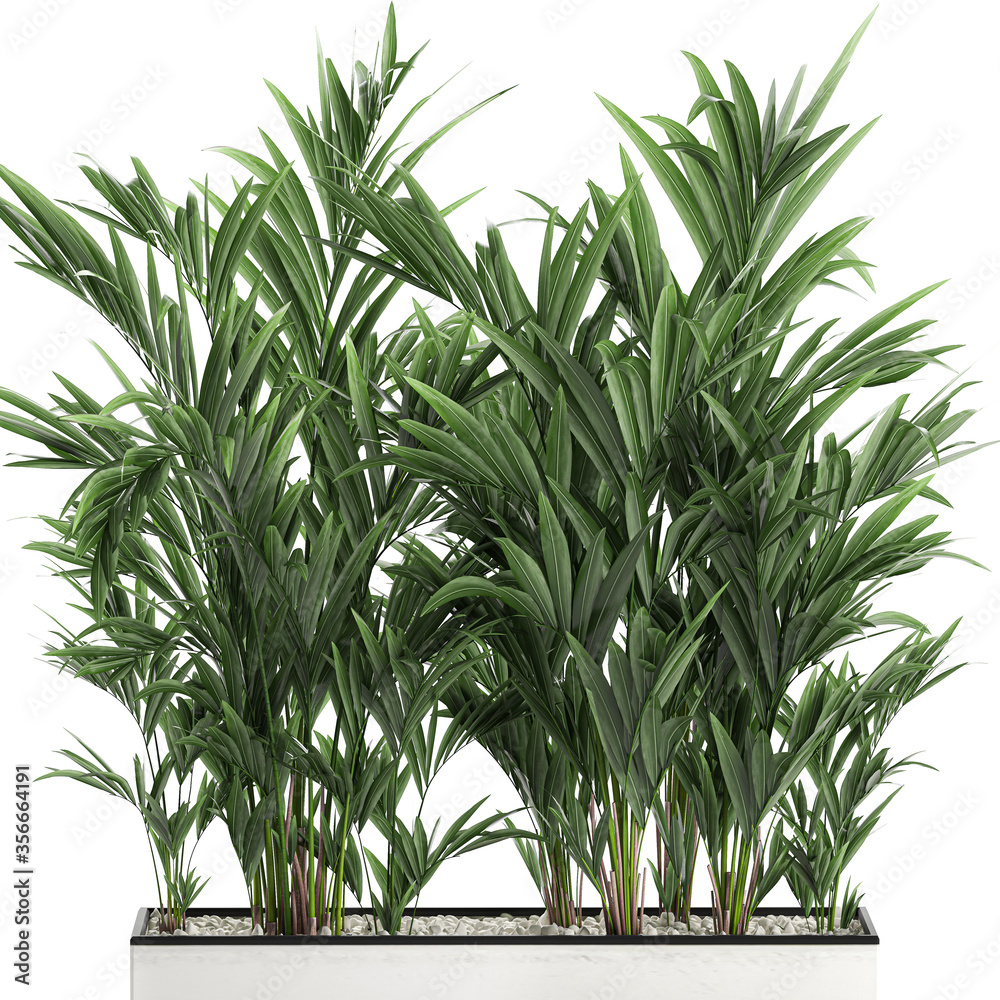 Fototapeta premium palm tree in a white pot isolated on white background
