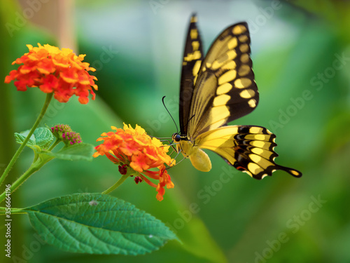 Flying butterfly on an orange flower