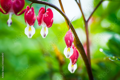 Bleeding heart flowers (Dicentra spectabils) blooming in the garden. Selective focus. Shallow depth of field. photo