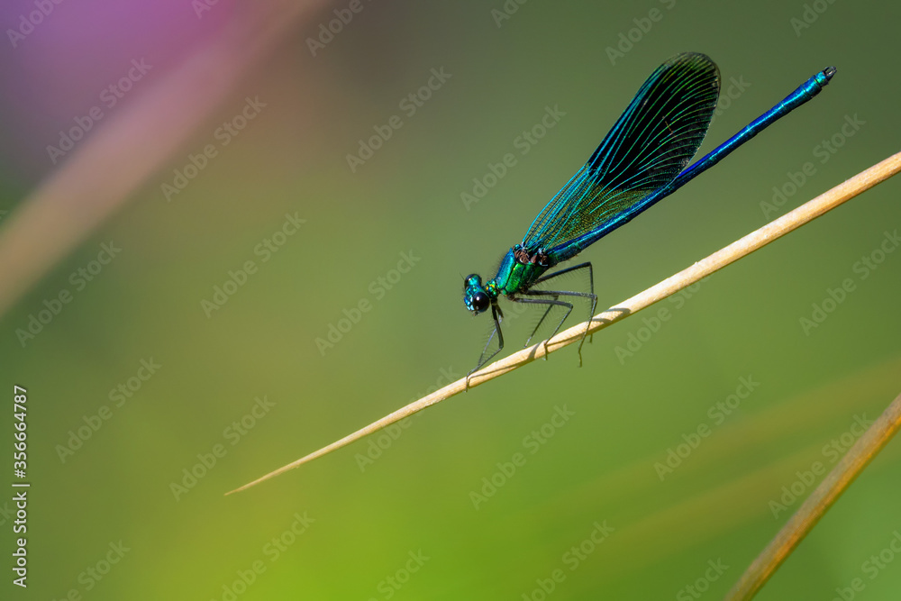 blue dragonfly on a green leaf blue dragonfly on a green leaf