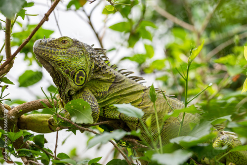 iguana on a branch