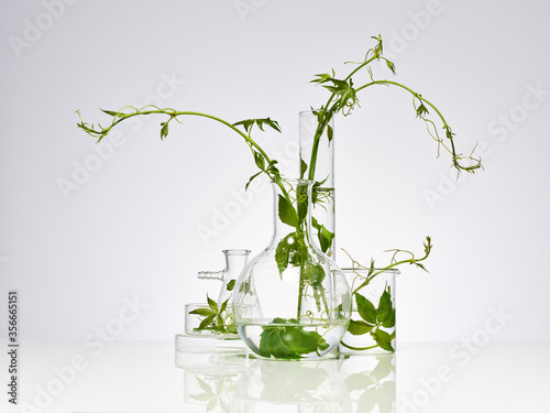 plantes et feuilles naturelles dans de la verrerie de laboratoire pour la recherche scientifique, ballon, bécher, éprouvette