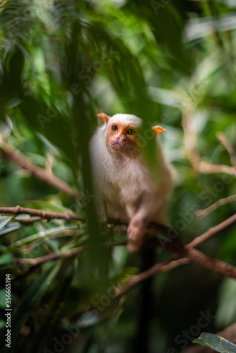Silvery Marmoset white monkey in tropic rainforest tree © Nino