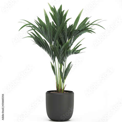 Palm tree in a black pot isolated on white background