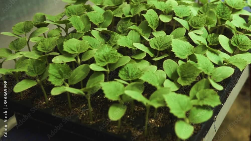 Automatic Line conveyor with boxes with cucumbers seedling Automatic Line conveyor with boxes with cucumbers seedling