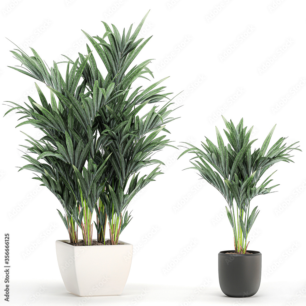 palm tree in a white pot isolated on white background palm tree in a white pot isolated on white background